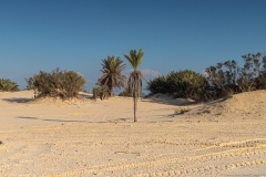 06-Nitzanim-National-Park