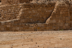 14-Gail-Rubin-Project-Great-and-small-Fin-Nubian-Ibex