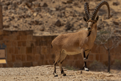 17-Gail-Rubin-Project-Great-and-small-Fin-Nubian-Ibex