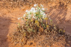 1000D_Pancratium-maritimum0012