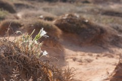 1000D_Pancratium-maritimum0023