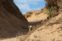 1000D_Pancratium-maritimum0043
