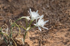 6D_Pancratium-maritimum0001