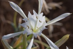 6D_Pancratium-maritimum0004-2
