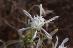 6D_Pancratium-maritimum0004