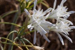 6D_Pancratium-maritimum0005