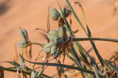 6D_Pancratium-maritimum0006