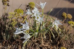 6D_Pancratium-maritimum0009