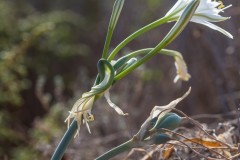 6D_Pancratium-maritimum0015