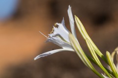 6D_Pancratium-maritimum0018