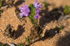 6D_Pancratium-maritimum0021-2