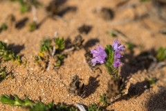 6D_Pancratium-maritimum0021