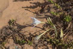 6D_Pancratium-maritimum0042