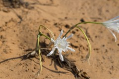 6D_Pancratium-maritimum0043