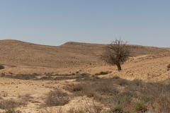 01-אלה-אטלנטית