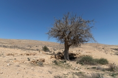 03-אלה-אטלנטית