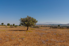 07-Round-Avital-Trees