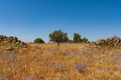 10-Round-Avital-Trees