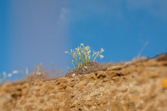 01-Sea-Daffodil-Aqueduct-Beach-04092026