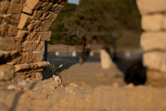 03-Sea-Daffodil-Aqueduct-Beach-04092026