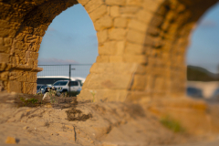 04-Sea-Daffodil-Aqueduct-Beach-04092026