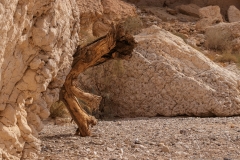 07-Saharonim-Makhtesh-Ramon