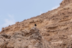 12-Saharonim-Makhtesh-Ramon