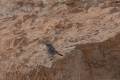 13-Saharonim-Makhtesh-Ramon