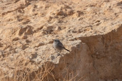 14-Saharonim-Makhtesh-Ramon