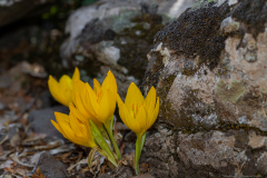 Sternbergia-clusiana_0001