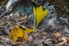 Sternbergia-clusiana_0002