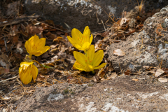 Sternbergia-clusiana_0003