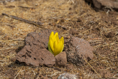 Sternbergia-clusiana_0004