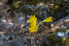 Sternbergia-clusiana_0005
