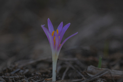 04-Stevens-Meadow-saffron