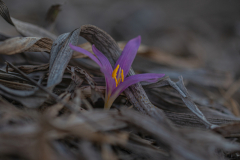 05-Stevens-Meadow-saffron