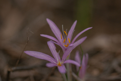 06-Stevens-Meadow-saffron