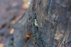 01-Tel-Dan-Fungi-Kingdom