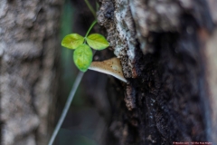 02-Tel-Dan-Fungi-Kingdom