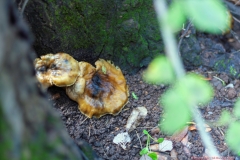 03-Tel-Dan-Fungi-Kingdom