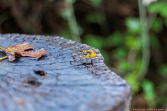 04-Tel-Dan-Fungi-Kingdom