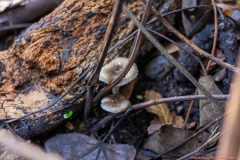 05-Tel-Dan-Fungi-Kingdom