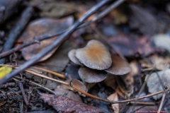 06-Tel-Dan-Fungi-Kingdom