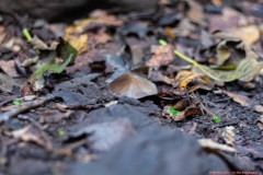 07-Tel-Dan-Fungi-Kingdom