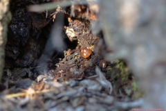 08-Tel-Dan-Fungi-Kingdom