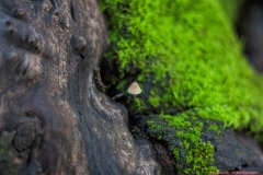 09-Tel-Dan-Fungi-Kingdom