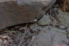 10-Tel-Dan-Fungi-Kingdom