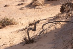 1000D_Landscape0028