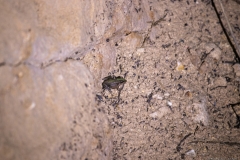 02-Tel-Hazor