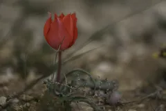 03-Tulipa-systola